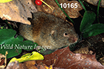 Microtus pinetorum, Woodland Vole